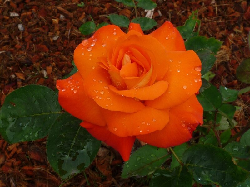 Resultado de imagen de une belle rose 800x600