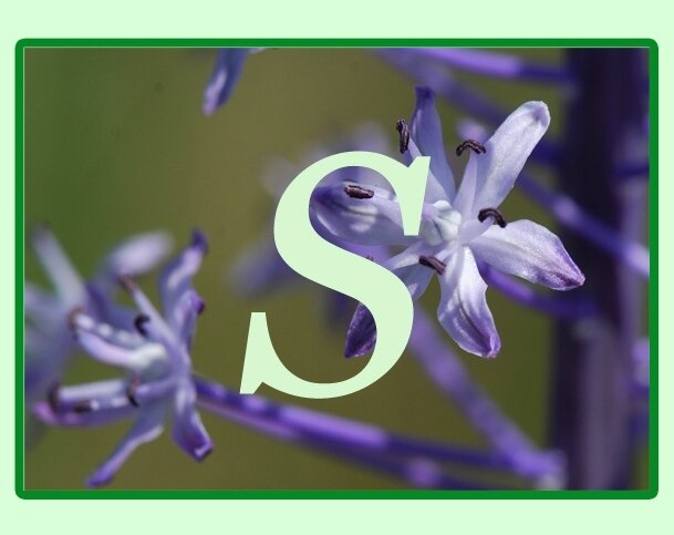 S Plantes Dont Le Nom Scientifique Commence Par La Lettre S Sète Lagunes Et Garrigue