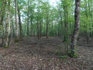 foret amboise (4)