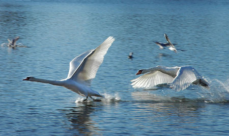 Cygnes2