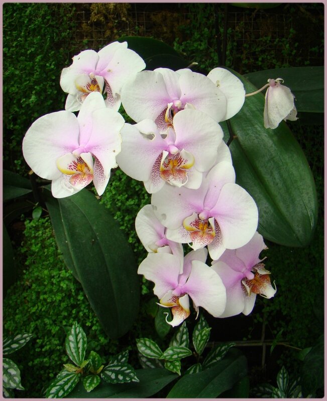 orchid5