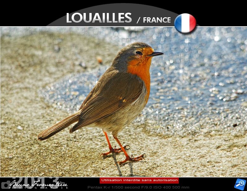 Robin redbreast 800