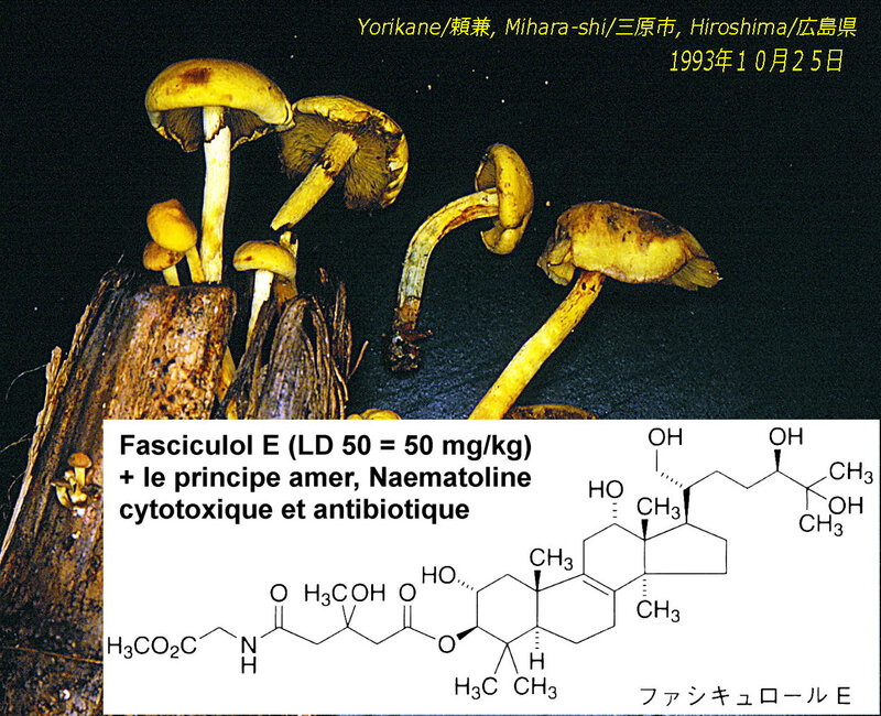 Hypholoma fasciculare_1993_1025 tox