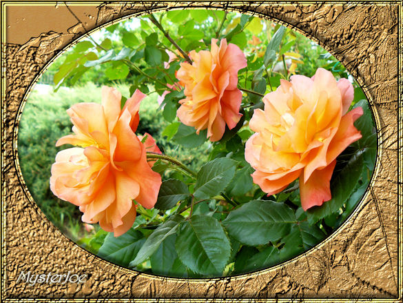 desroses