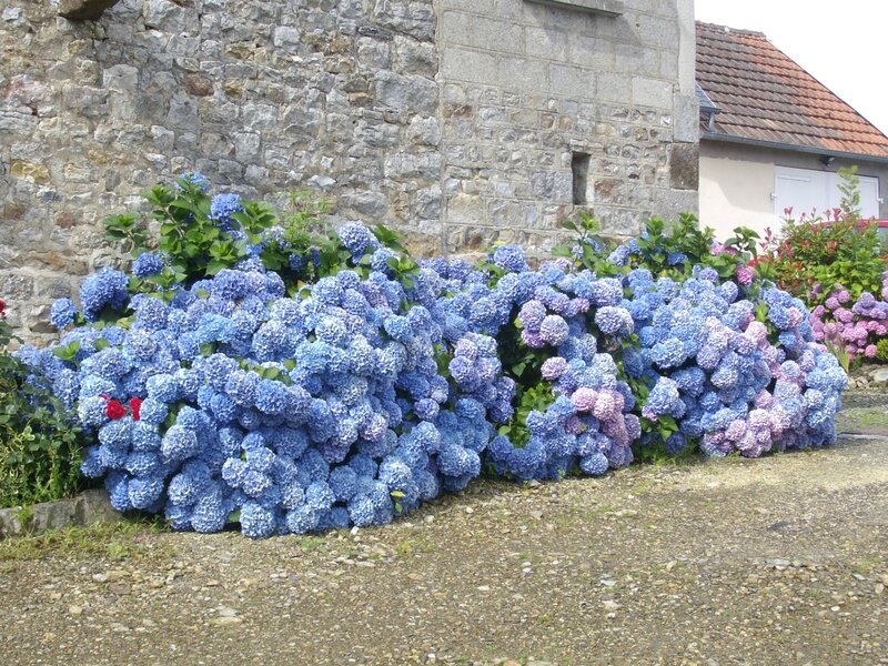 && Mortain 2 (1)