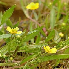 ranunculus_flammula