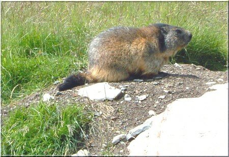 marmotte2