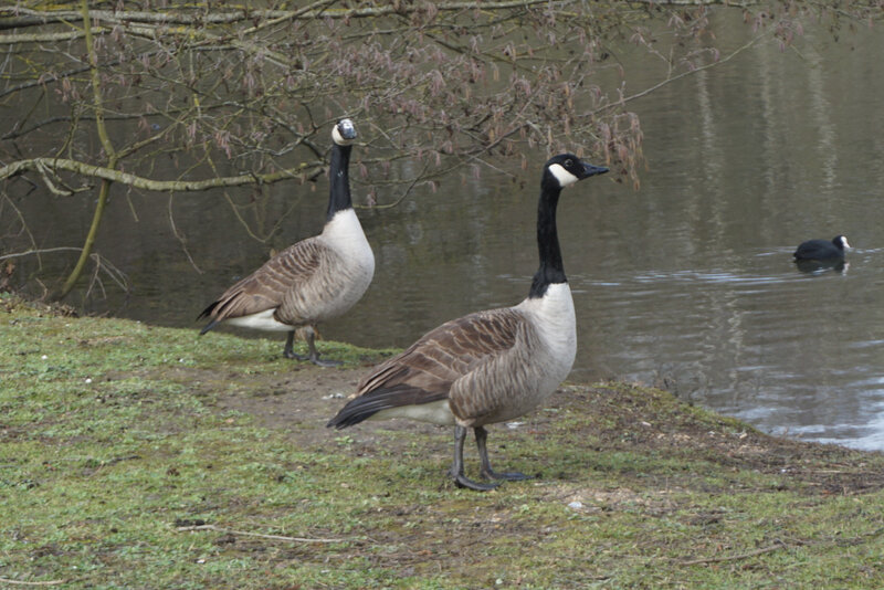 canada goose marne la vallee canada goose marne la vallee