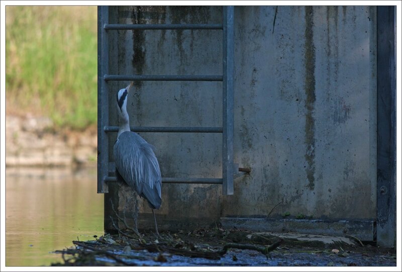 ville heron echelle 120614 3