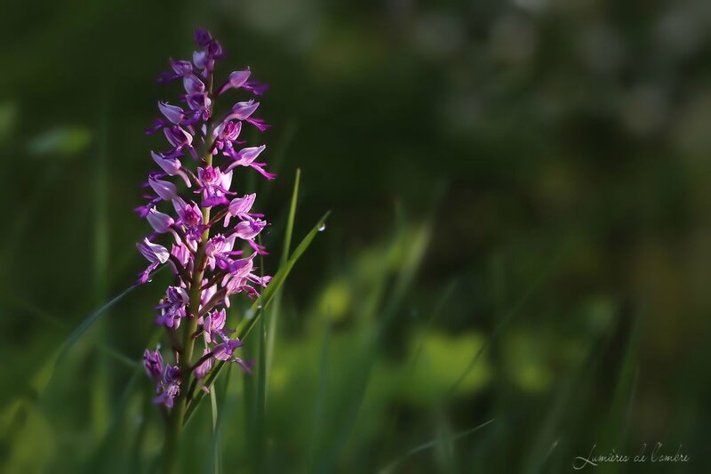 w_orchis_20150510_7862