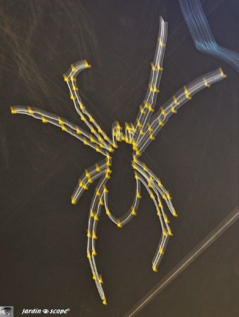 Au fil des araignées au Muséum de Paris