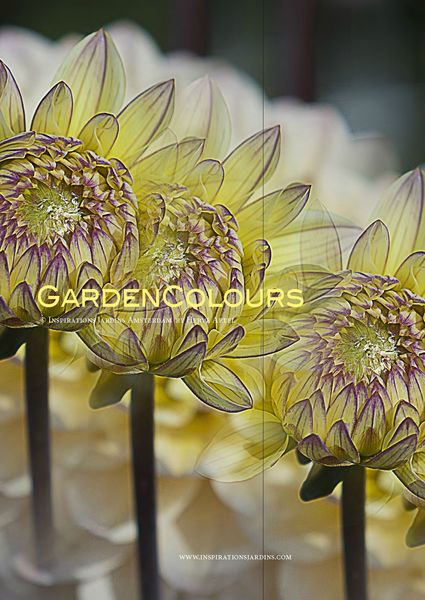 GardenColours1_Page_01