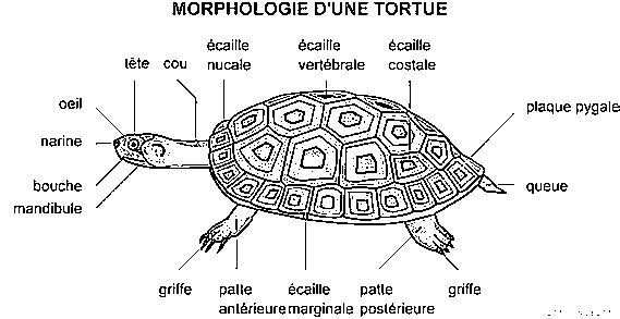 Plaque osseuse de carapace de tortue (Testudo?)