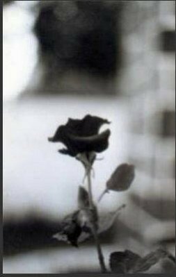 rose_noire