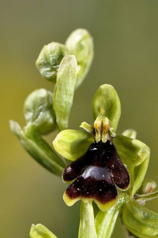 _DSC0458_Ophrys_aymoninii