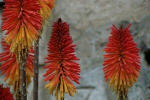 IMG_6480