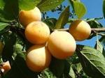 MIRABELLES DE NANCY