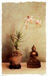 bouddha_fleur