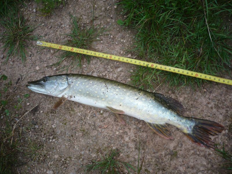 La boîte la pêche dhiver