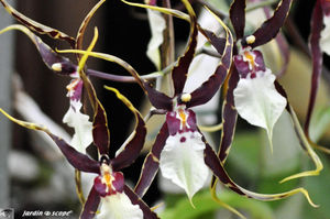 Orchidee_20