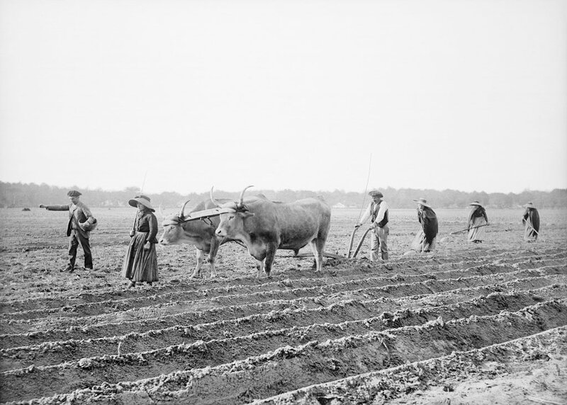 F_ARNAUDIN_Labours-et-semailles_9_11_1893