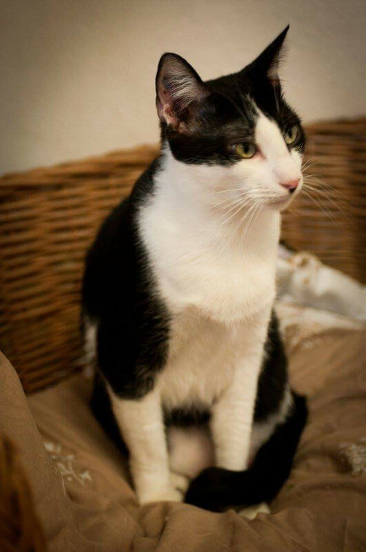 Chat lycos