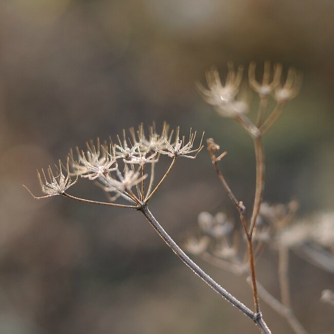 Fleur de carotte