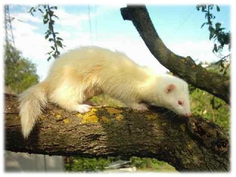 furet anti-nuisible (5)