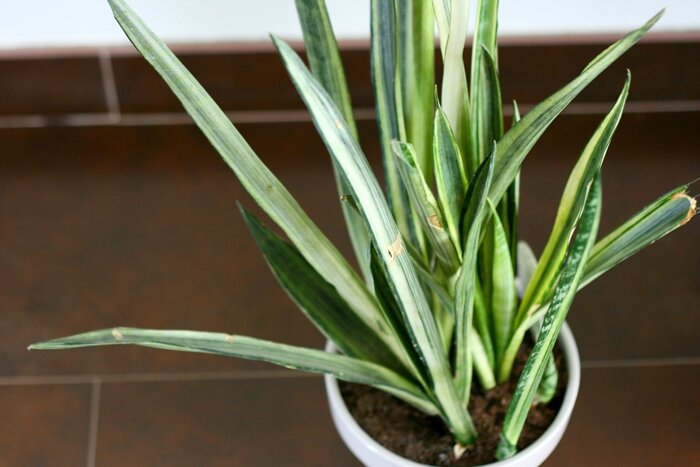 plantes (15)