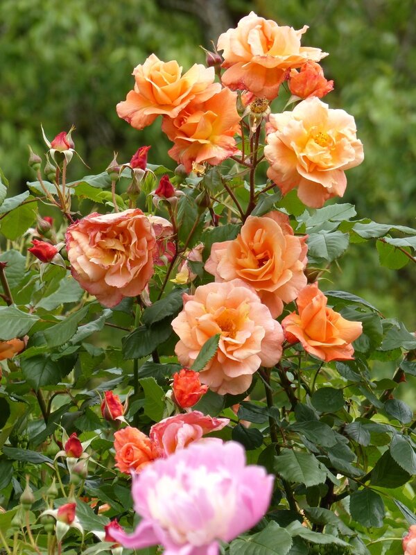 Westerland__2_