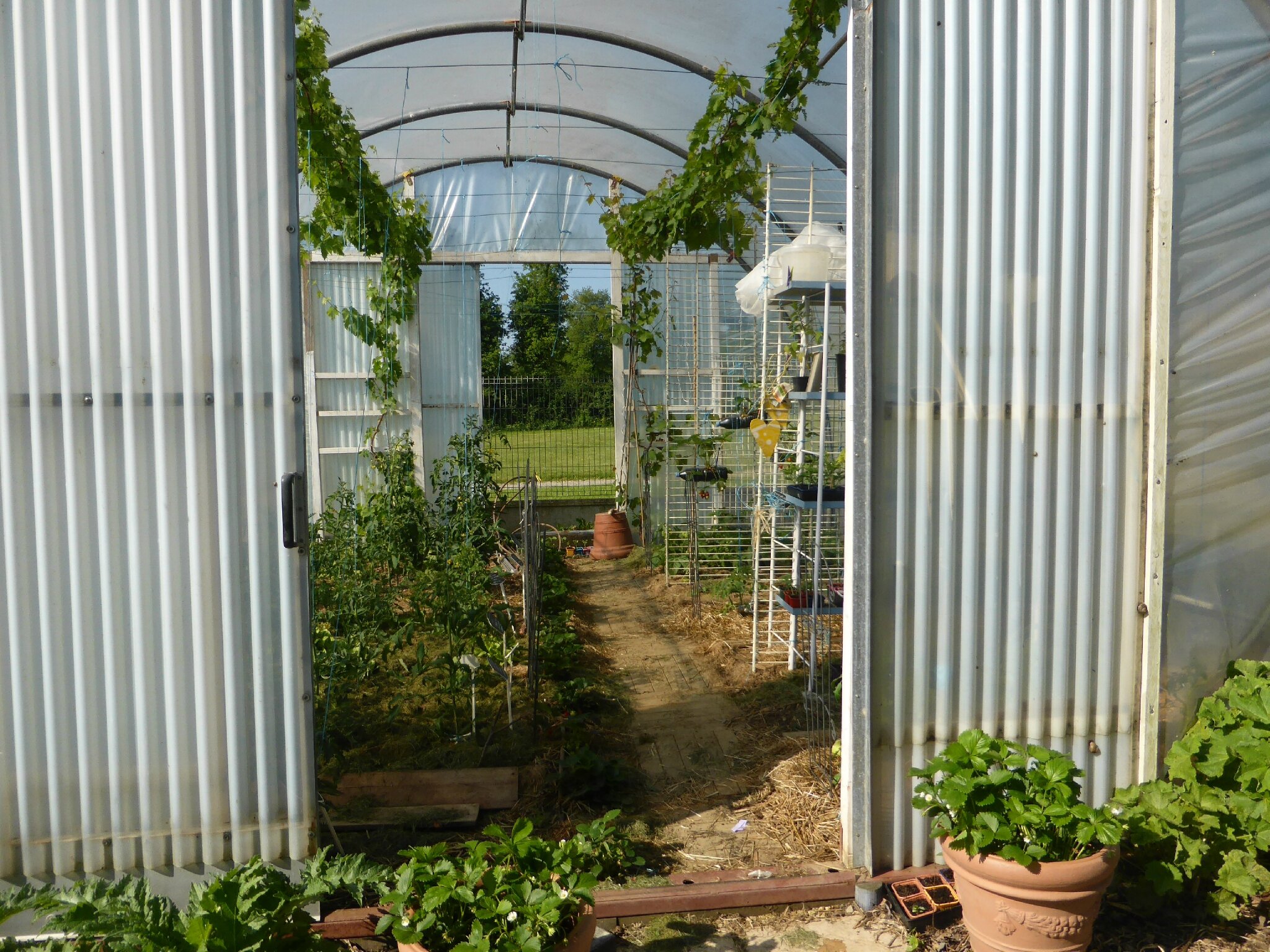 14 mai entrez dans ma serre de 36 m2 passion potager