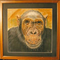 le singe