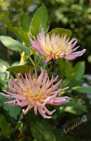 DSC_4246_border