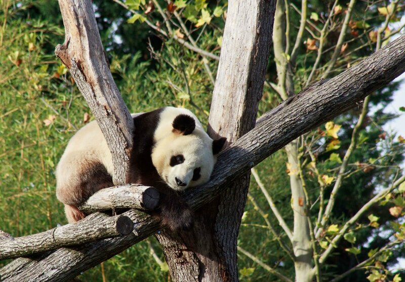83-Panda Geant