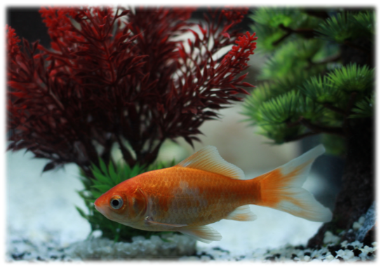 phramaciepoisson