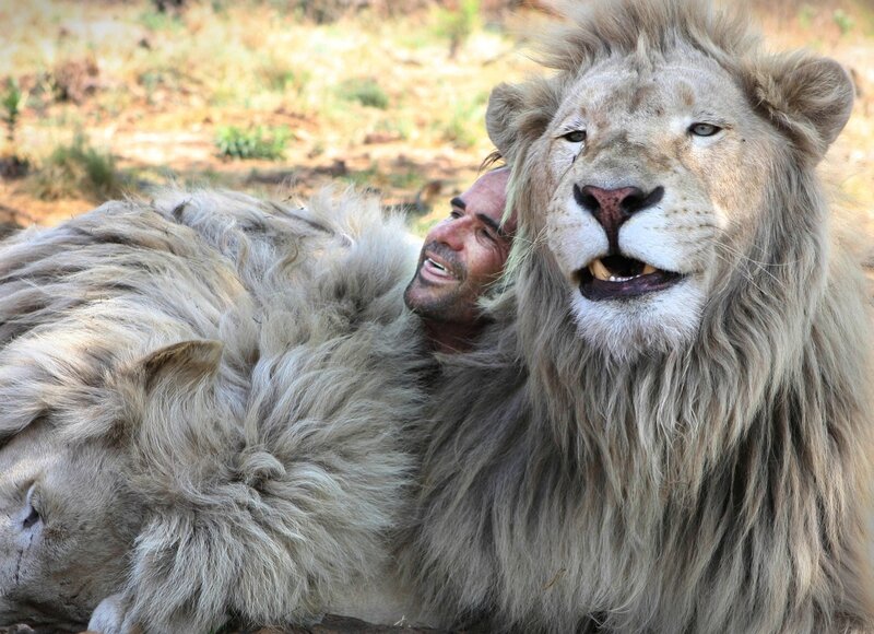 Homme Qui Vit Avec Les Lions KEVIN RICHARDSON - L'HOMME QUI PARLE AUX LIONS - Imagystique