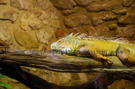 igouane