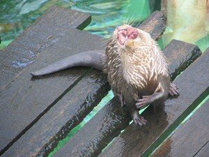 Loutre_6