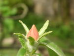PICT0597