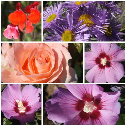 Conserves & jardin (5)