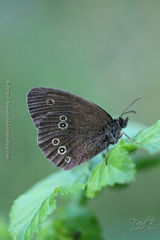 Aphantopus hyperantus