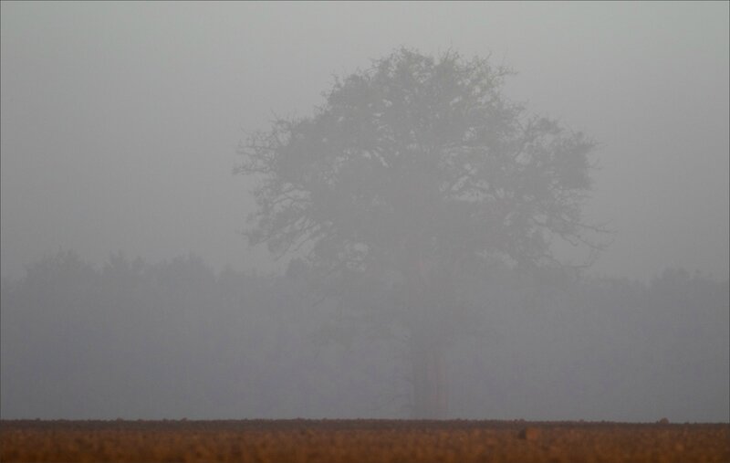 Gatine Ménigoute brume arbre labour soleil levant 271017