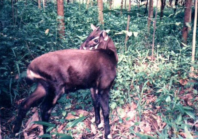 SAOLA 02