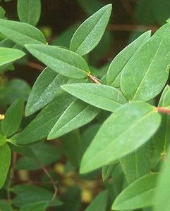 hypericum3