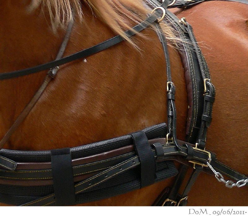 cheval
