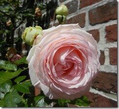rose