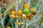BOUTONS_2_nikon