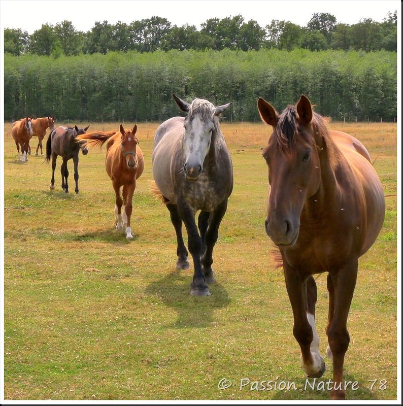 Les chevaux en pension (1)