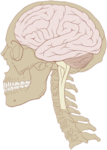 220px-Skull_and_brain_normal_human