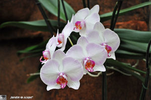 Orchidee_18